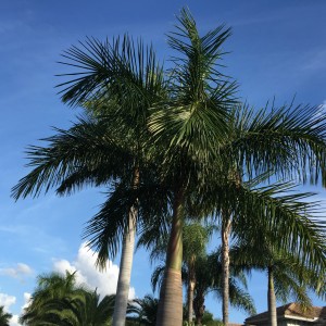 IMG_5741