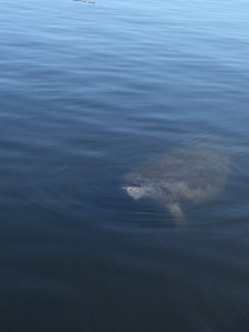 IMG_6497