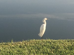 IMG_6557